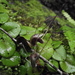 Corybas rivularis - Photo (c) abec, μερικά δικαιώματα διατηρούνται (CC BY-NC), uploaded by abec