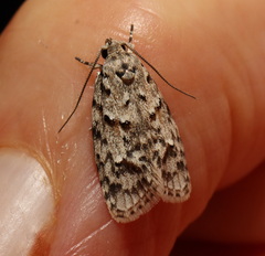 Agriophara velitata