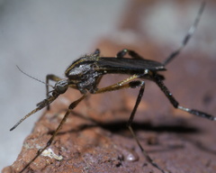 Psorophora ciliata