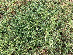 Alternanthera paronychioides