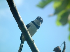 Notharchus tectus subtectus