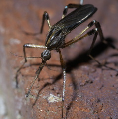 Psorophora ciliata