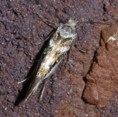 Aristotelia elegantella