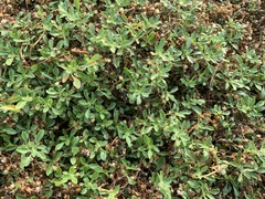 Alternanthera paronychioides