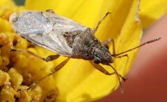 Heteroptera