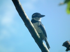 Notharchus tectus subtectus