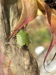 Chlorochroa