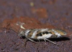 Aristotelia elegantella
