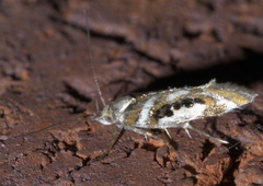 Aristotelia elegantella