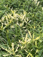 Pseudomonas
