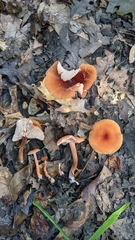 Laccaria trichodermophora