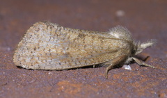 Acrolophus plumifrontella
