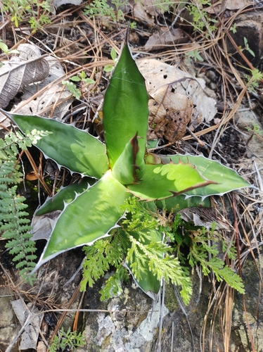 Agave horrida