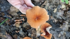 Laccaria trichodermophora