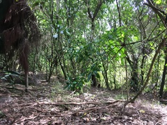 Melicytus ramiflorus