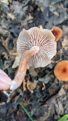 Laccaria trichodermophora