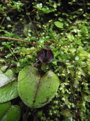 Corybas rivularis