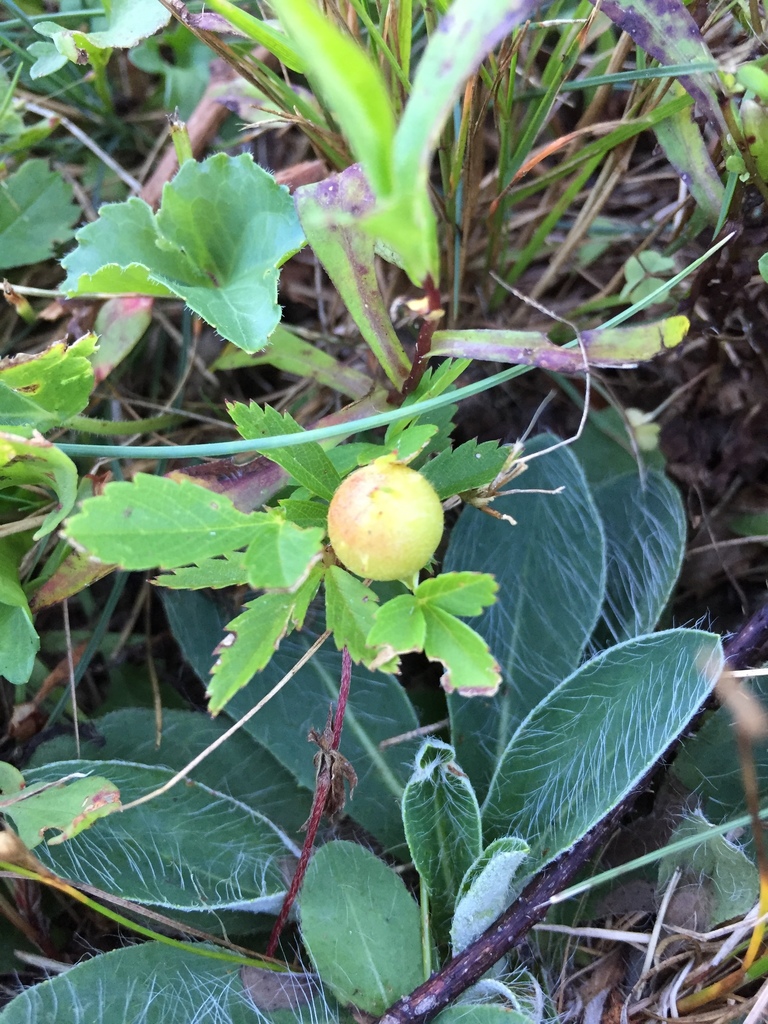 Diastrophus potentillae