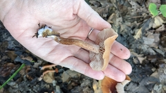 Laccaria trichodermophora