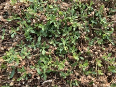 Alternanthera paronychioides