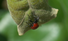 Homoeolabus analis