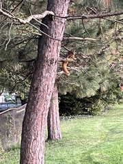 Sciurus niger rufiventer