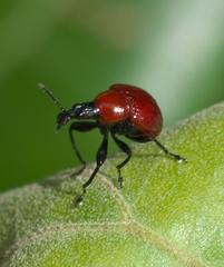 Homoeolabus analis