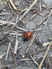 Coccinella transversoguttata