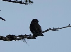 Glaucidium gnoma