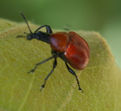 Homoeolabus analis