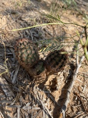 Echinocereus reichenbachii caespitosus
