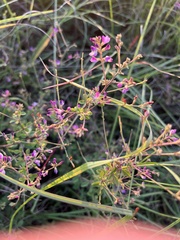 Lespedeza violacea
