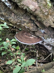 Lentinus
