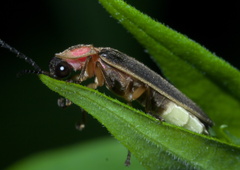 Photinus