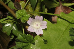Malva