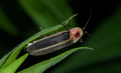 Photinus