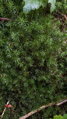 Atrichum undulatum