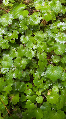 Boykinia occidentalis