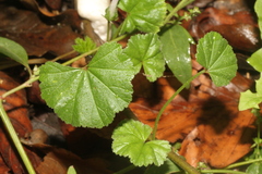 Malva