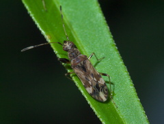 Neopamera albocincta