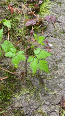 Geranium robertianum