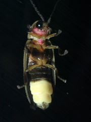 Photinus