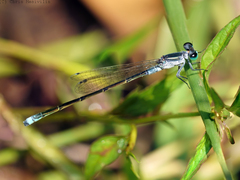 Ischnura pruinescens