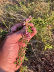 Lespedeza violacea