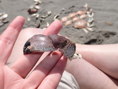 Romaleon antennarium