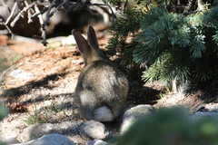 Sylvilagus nuttallii