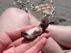 Romaleon antennarium