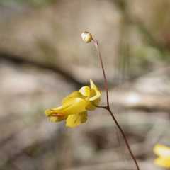 Utricularia subulata