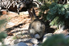 Sylvilagus nuttallii