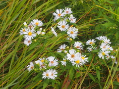Symphyotrichum firmum